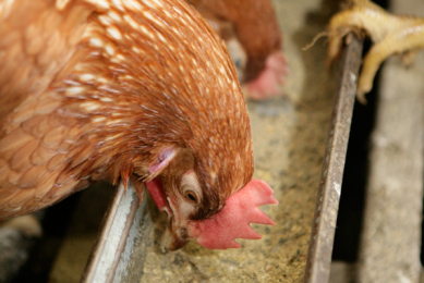 Split feeding meets layers  specific needs
