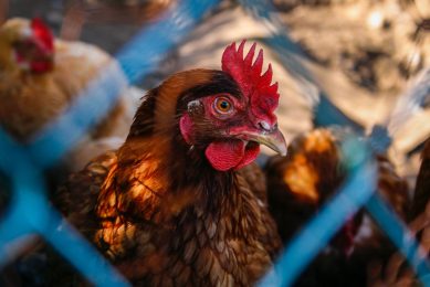 A study compared 4 broiler production systems in the Netherlands   the conventional broiler system, the Dutch Retail Broiler, the Better Life one Star system and the organic broiler production system. Photo: Daisy