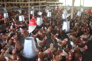 Biological functions demand adapted nutrition