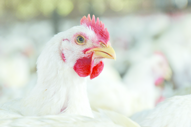 Critical control points for coccidiosis vaccination