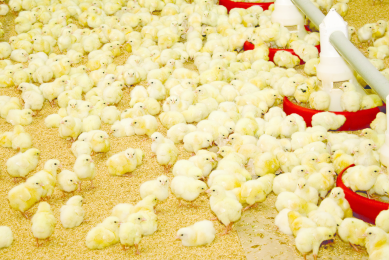 Study shows Coccivac-B/Enradin disease control protocol improves flock performance and ROI