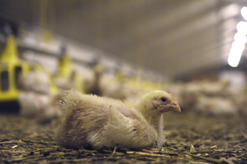 Animal ingredients to enhance a healthy gut