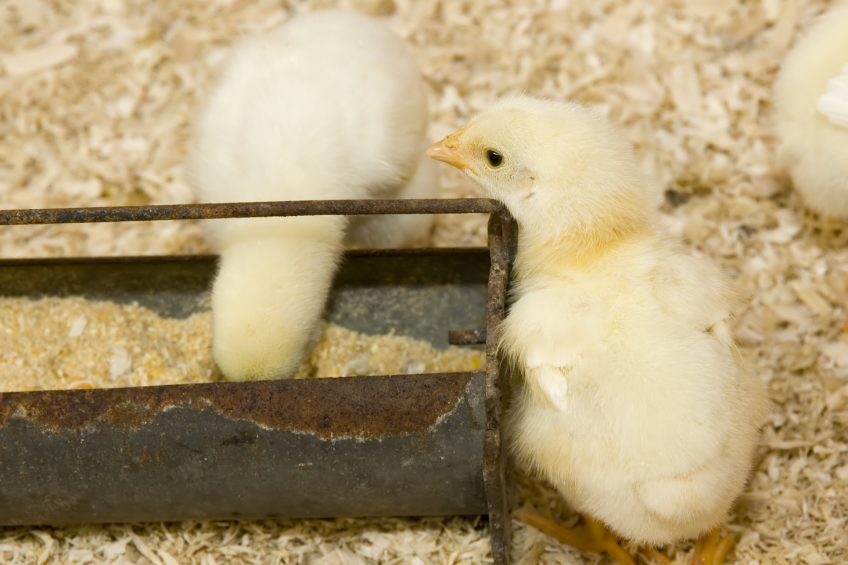 Progressive ban has led to more antibiotic alternatives