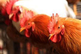 UK campylobacter data  out of date , processors suggest