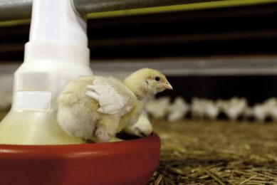 Dietary probiotics could contribute towards improved growth performance, the establishment and maintenance of a beneficial intestinal microbiota, which in turn may enhance colonisation resistance against pathogens and improve immune responses. Photo: Jan Willem van Vliet