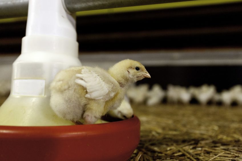 Dietary probiotics could contribute towards improved growth performance, the establishment and maintenance of a beneficial intestinal microbiota, which in turn may enhance colonisation resistance against pathogens and improve immune responses. Photo: Jan Willem van Vliet