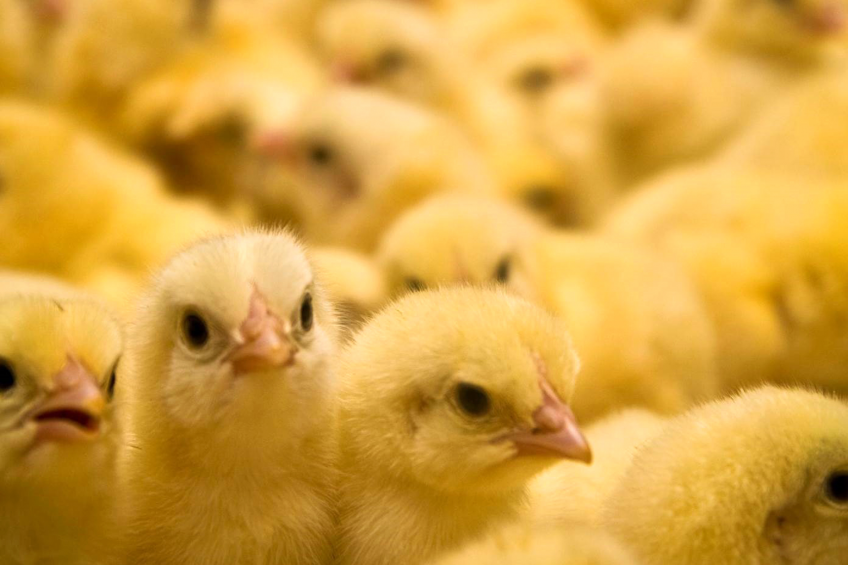 Removal of antibiotic growth promoters has revealed that it is crucial to manage the makeup of the birds' intestinal microbiota to avoid or at least limit the risks of health problems inherent to intensive production.