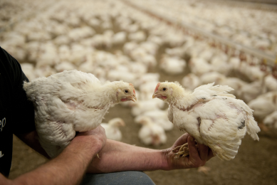 Antibiotic reduction and battling coccidiosis