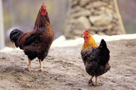 How free is free range?