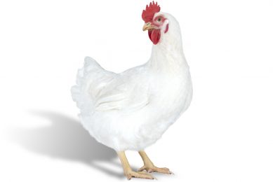 Hubbard launches Efficiency Plus female breeder