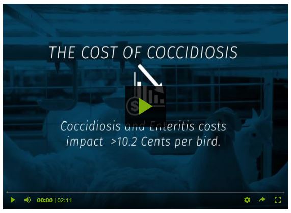 Video: Quantifying the costs of coccidiosis