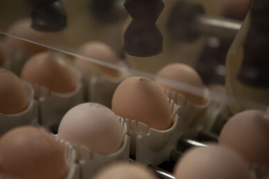 GCAW s Laying Hen Welfare Group has identified the procurement of cage-free processed egg ingredients as a key challenge in meting global cage-free egg commitments. Photo: Misset