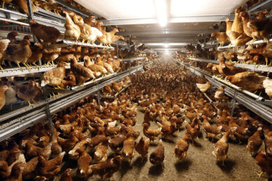 Defra has said its plan will  revolutionise the treatment of animals in the UK . Photo: Bert Jansen