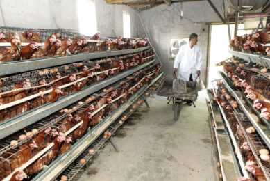 Under the new rules, the EU is expected to restrict imports from the countries with the continuing use of caged farming, such as Russia. Photo: Henk Riswick