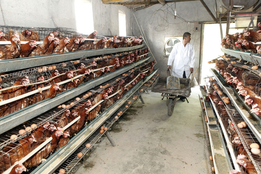 Under the new rules, the EU is expected to restrict imports from the countries with the continuing use of caged farming, such as Russia. Photo: Henk Riswick