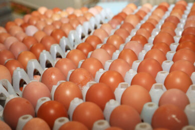 Protests against Colombian president Ivan Duque have led to blocked roads, affecting poultry production and supply throughout the country. Photo: Henk Riswick