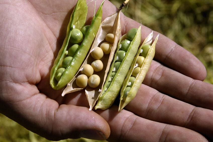 Farmers are actively investigating ingredients that can serve as full or partial soybean meal replacements. Photo: Hans Prinsen