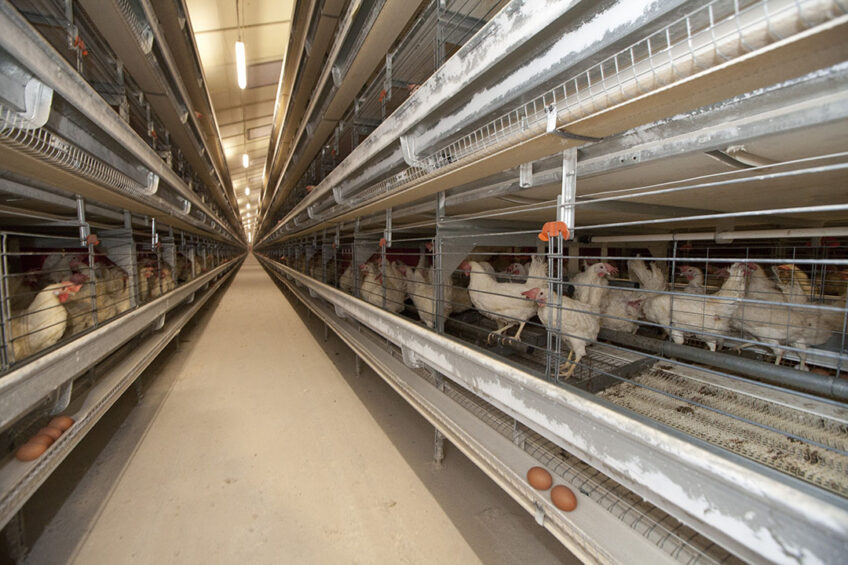 Combi systems have many commonalities with cage systems, making them a logical choice for producers, but also vulnerable to consumer pushbacks. Photo: Koos Groenewold