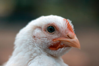 The Argentine government announcement of US$20 million in subsidised loans for the poultry sector is set to improve productivity. Photo: Tarikul Raana