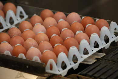 A sharp drop in wholesale prices on the Russian egg market has driven most companies below the profitability edge, Rosptitsesoyuz said in a statement. Photo: Henk Riswick