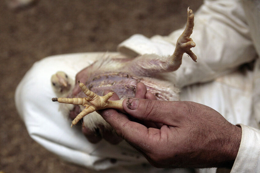 On day 42, 2 chicks per pen were scored for footpad lesions. These chicks were then sacrificed for necropsy and the left leg was scored for abnormalities and tibia strength. Photo: Studio Kastermans