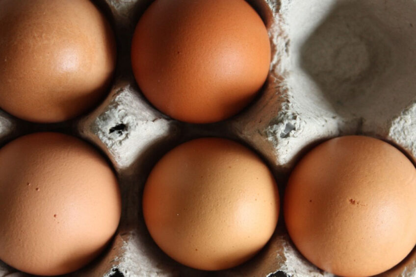 A shortage of millions of eggs is anticipated in Israel. Photo: Morgane Perraud