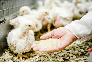 Phytogenic feed additives have a proven positive effect on reducing ammonia emissions. Photo: Delacon
