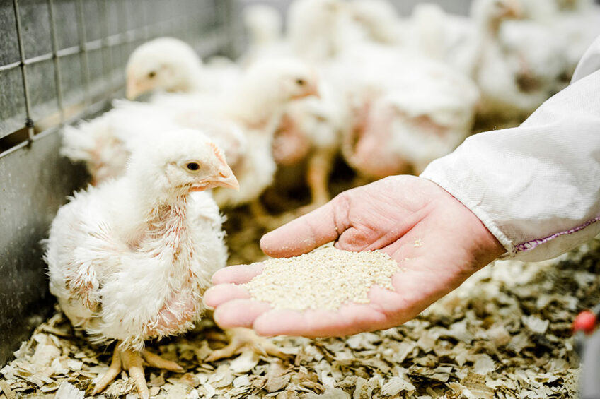 Phytogenic feed additives have a proven positive effect on reducing ammonia emissions. Photo: Delacon