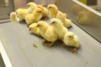 MHP saw its broiler meat exports grow in the first half year of 2021, at decent price levels for breast meat. Photo: Henk Riswick