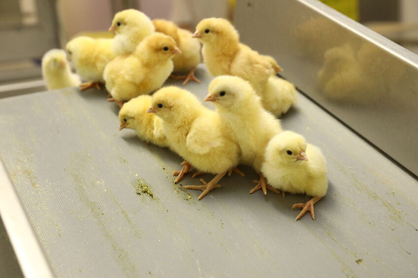 MHP saw its broiler meat exports grow in the first half year of 2021, at decent price levels for breast meat. Photo: Henk Riswick