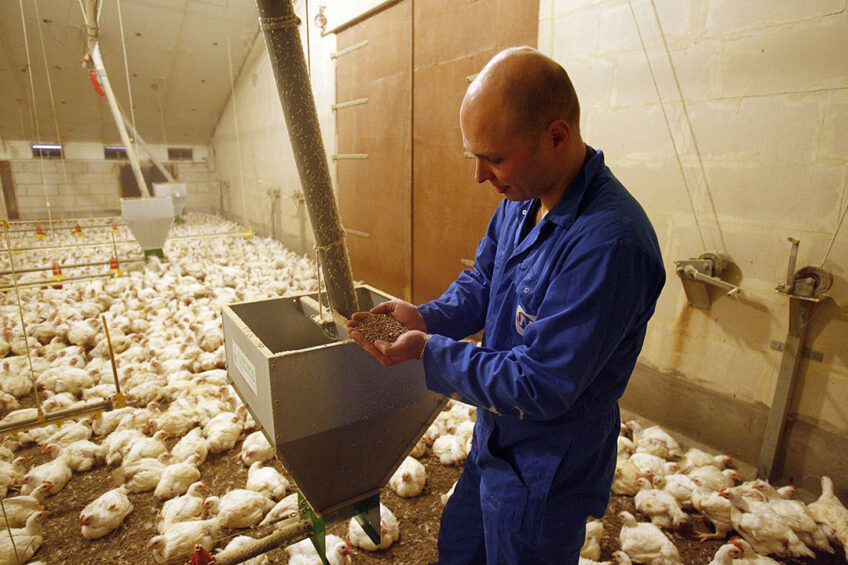 To effectively manage the inevitability of feed mycotoxin contamination, it is crucial to understand the level of mycotoxin challenges. Photo: Hans Prinsen