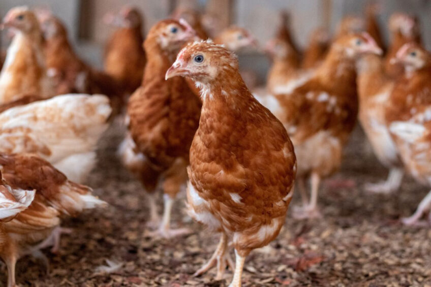 Agriculture MEPs call for science-based, uniform animal welfare rules across all member states. Photo: Yaw Ansu-Kyeremeh