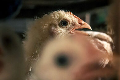 The poultry industry in Bangladesh employs about 6 million people. Photo: Simon Reza