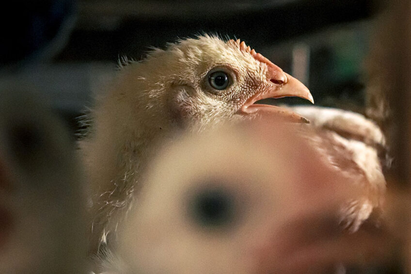 The poultry industry in Bangladesh employs about 6 million people. Photo: Simon Reza