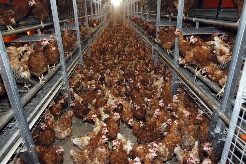 The United States egg industry continues its march on expansion of cage-free, free-range and pasture egg layers to the detriment of cages. Photo: Bert Jansen