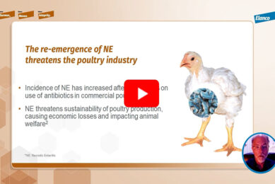 Video 1: Necrotic Enteritis significance and losses in broilers