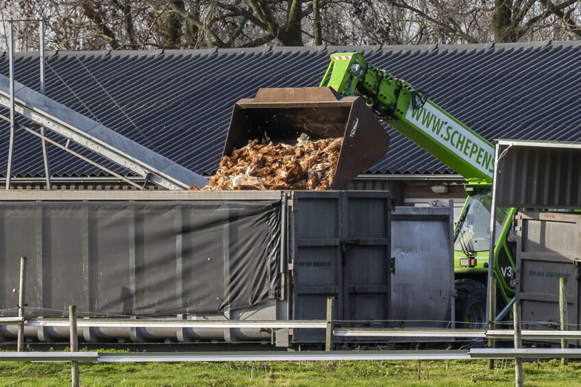 The number of infected premises in the UK is very high for this time of year and larger than ever seen before. Photo: Bert Jansen