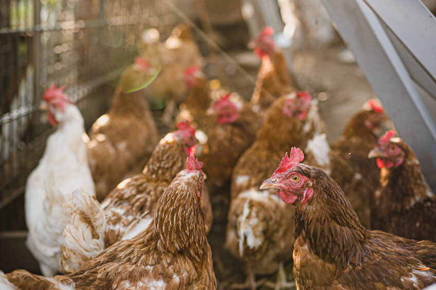 In Zimbabwe, small-scale poultry farmers constitute 75% of poultry output. Photo: Carlos Lindner
