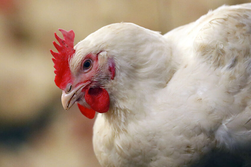 If legislation comes into force in England, it will basically affect Wales, Northern Ireland, Scotland and the Republic of Ireland as the 3 pullet plans are all based in England. Photo: Bert Jansen