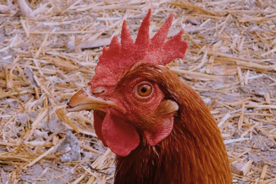 Consumers around the world are increasingly demanding eggs from free-range hens. Vietnam is joining other Southeast Asian countries in the movement. - Photo: Lennon Cheng