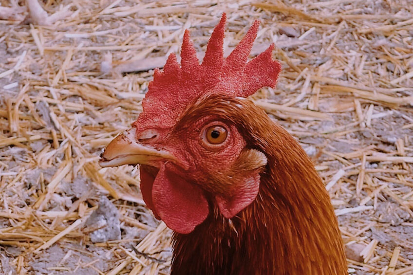 Consumers around the world are increasingly demanding eggs from free-range hens. Vietnam is joining other Southeast Asian countries in the movement. - Photo: Lennon Cheng