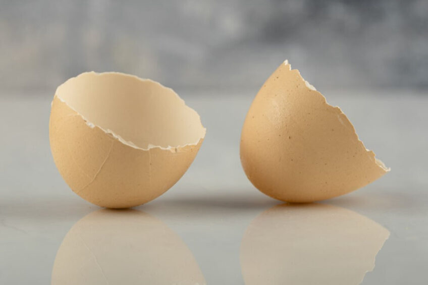 A new filling gel using eggshaells may be on the market as soon as 2024. Photo: Azerbaijan Stockers