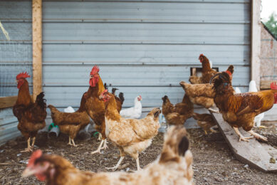 Ethiopia aims to induce a demand shift from beef to chicken. Photo: Brooke Cagle