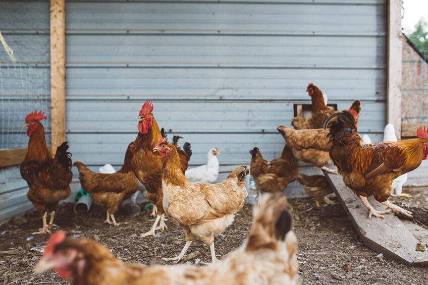 Ethiopia aims to induce a demand shift from beef to chicken. Photo: Brooke Cagle