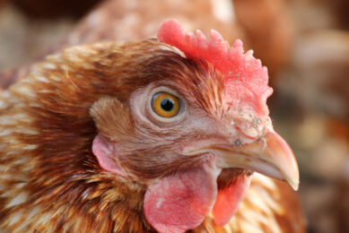 Taiwan s cage-free movement is gaining momentum, and the country has revised its official guidelines for laying hen welfare. Photo: Light Wizzi