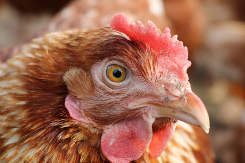 Taiwan s cage-free movement is gaining momentum, and the country has revised its official guidelines for laying hen welfare. Photo: Light Wizzi