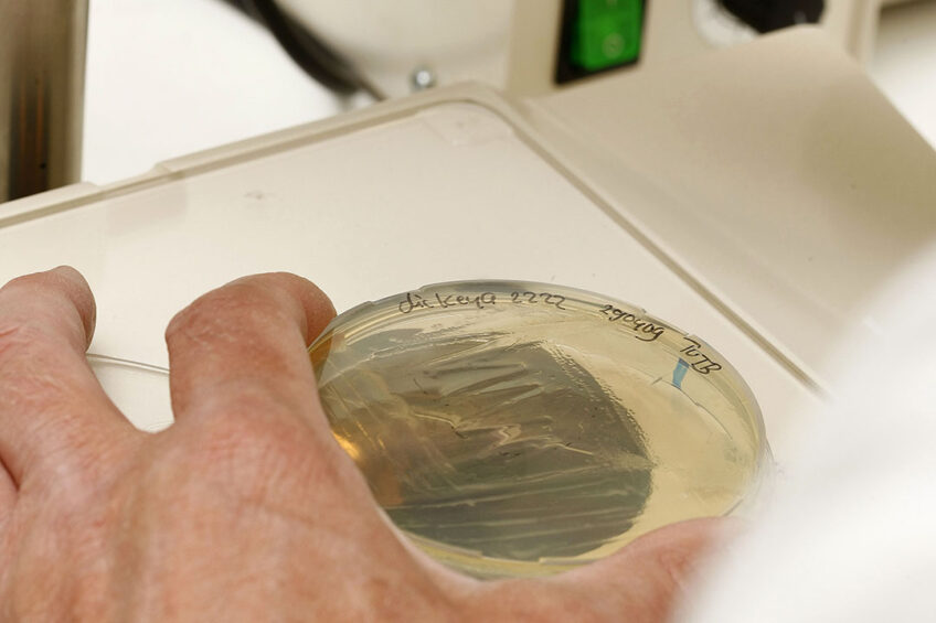 With regards to antimicrobial resistance, the study revealed a rise in fluroquinolone and tetracycline resistance in C.jejuni isolates from human infections between 1997 and 2018. Photo: Hans Prinsen
