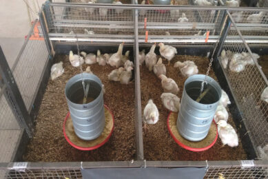 The difference in development between the experimental groups is clearly visible on day 19; left photo: positive control with Virginiamycin; right photo: negative control with wood lignans. Photo: Agromed