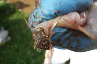 Ingestion of adult common cecal worms (Heterakis gallinarum) or their embryonated ova (eggs) infected with H. meleagridis is the main culprit for blackhead. Photo: Aviagen