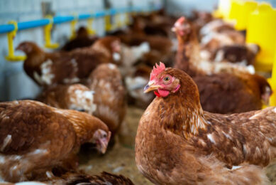The scheme aims at mitigating the liquidity shortages that poultry slaughterhouses and egg producers. Photo: tawatchai07